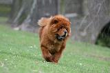 CHOW CHOW 712